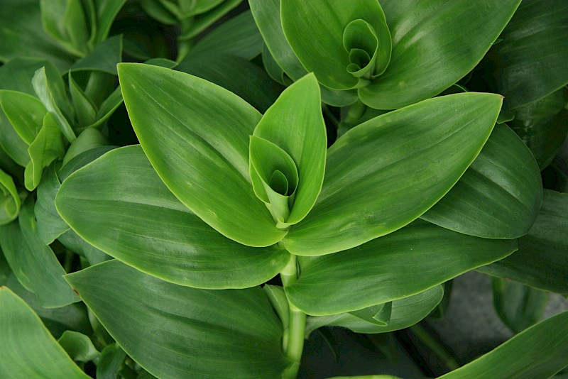 Tradescantia fluminensis