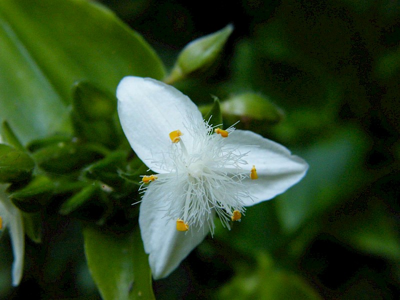 Tradescantia fluminensis