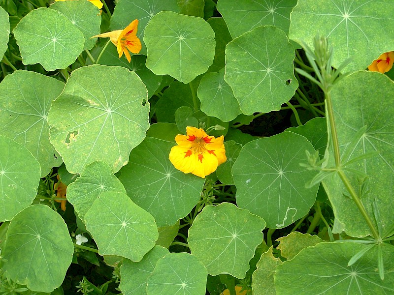 Tropaeolum majus