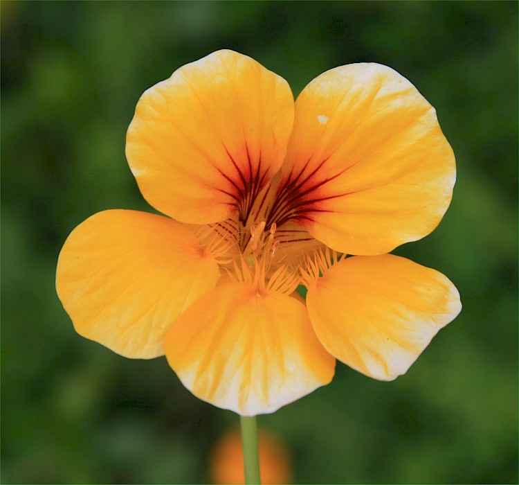 Tropaeolum majus
