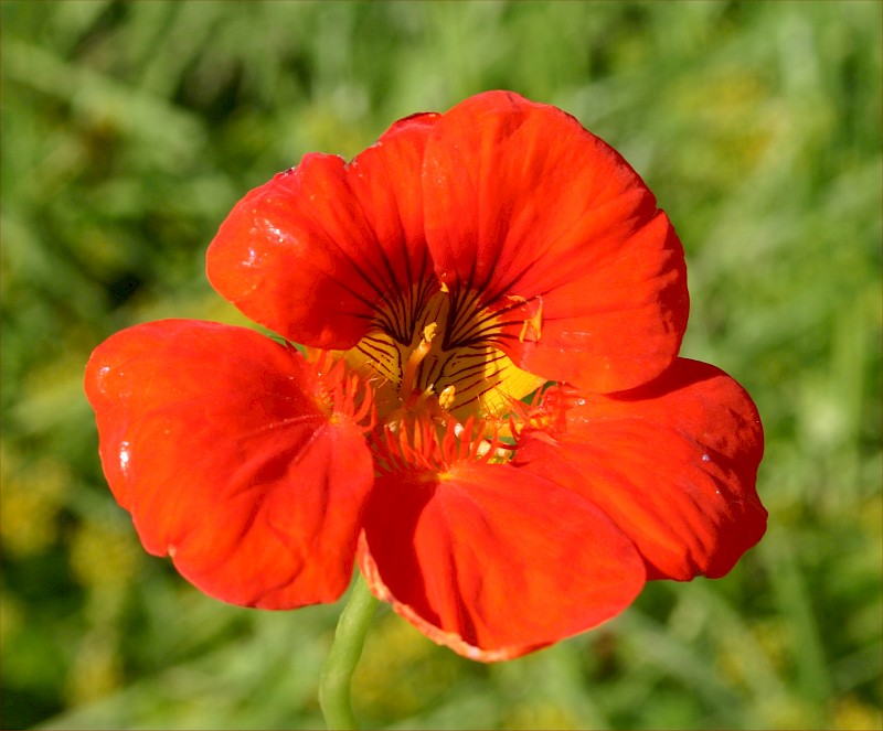 Tropaeolum majus