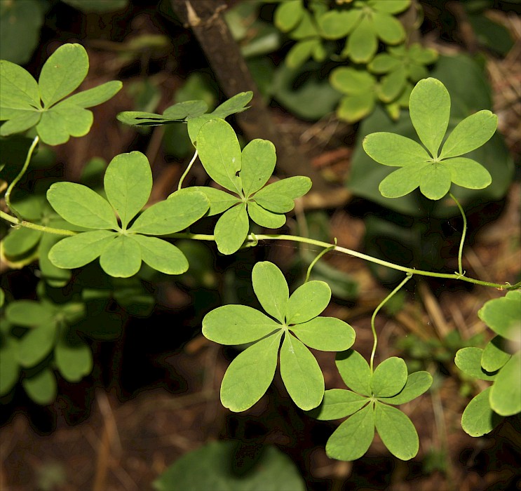 Tropaeolum speciosum