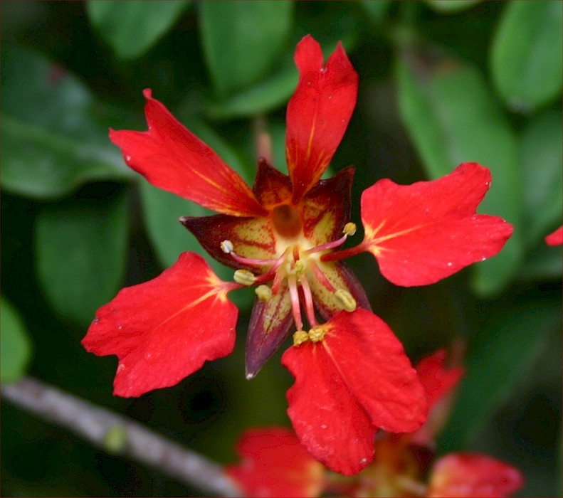 Tropaeolum speciosum