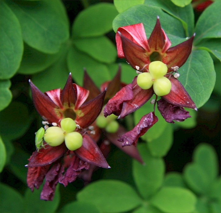 Tropaeolum speciosum