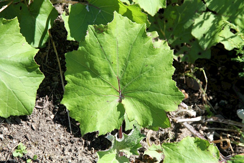 Tussilago farfara