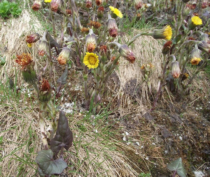 Tussilago farfara