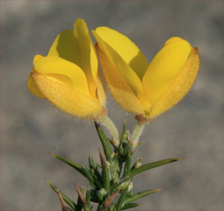 Ulex europaeus