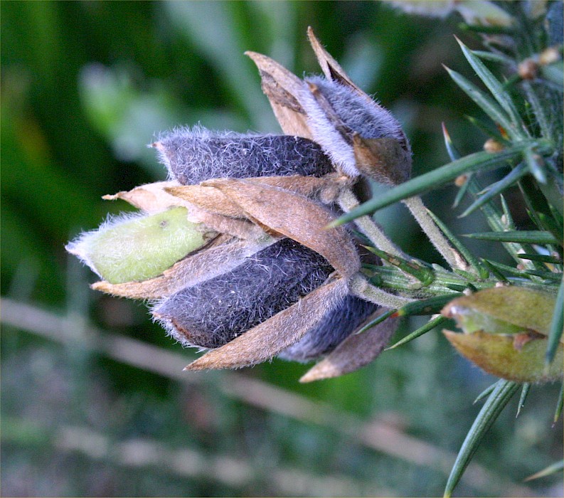 Ulex europaeus