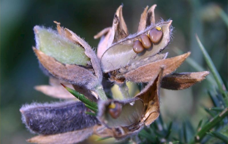 Ulex europaeus