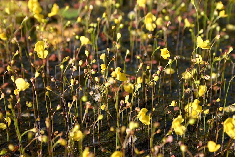 Utricularia gibba