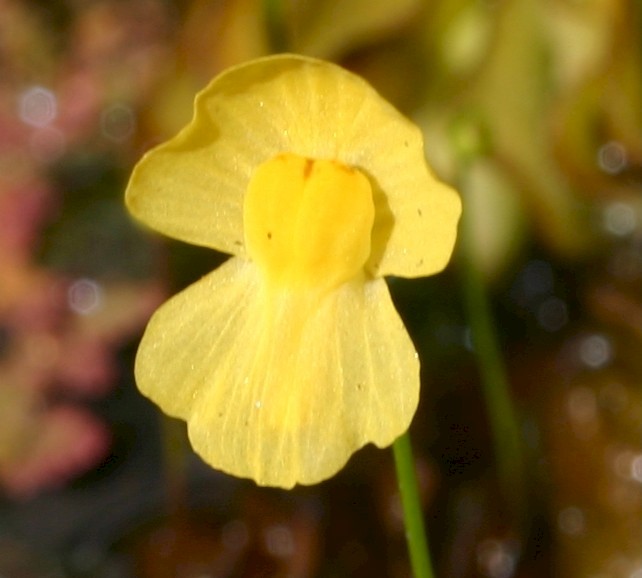 Utricularia gibba