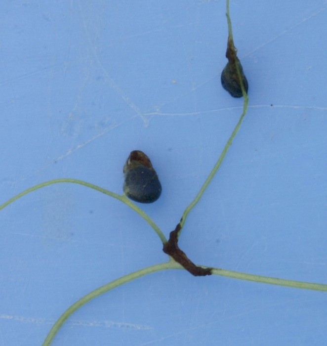 Utricularia gibba