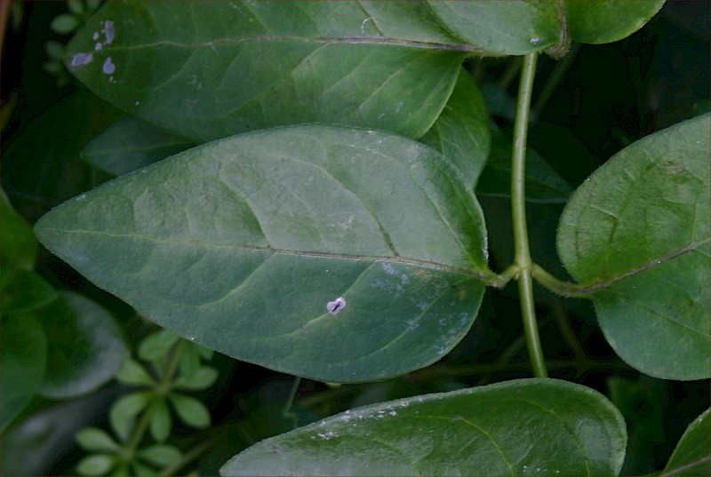 Vinca major