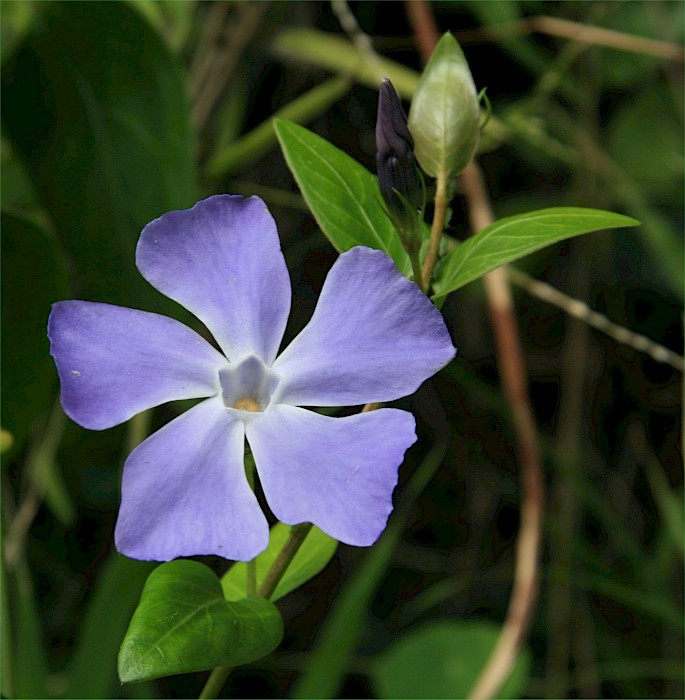 Vinca major