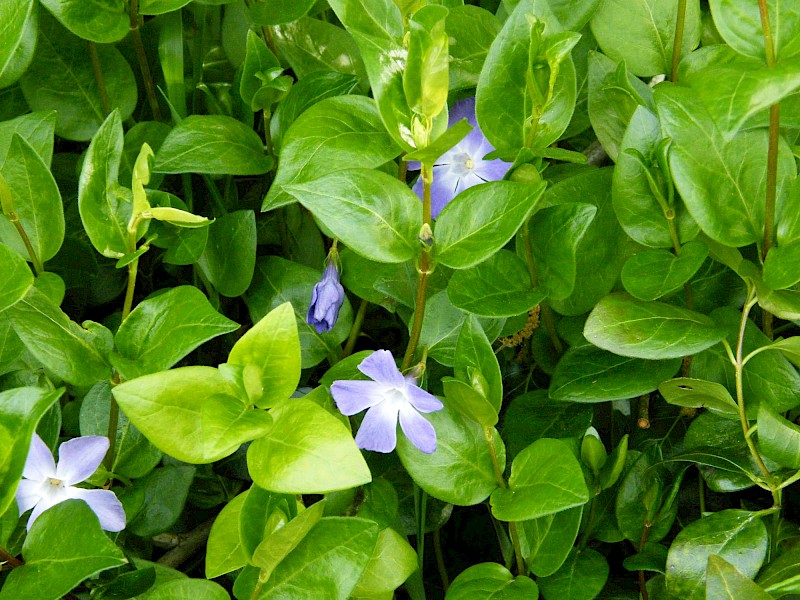Vinca major
