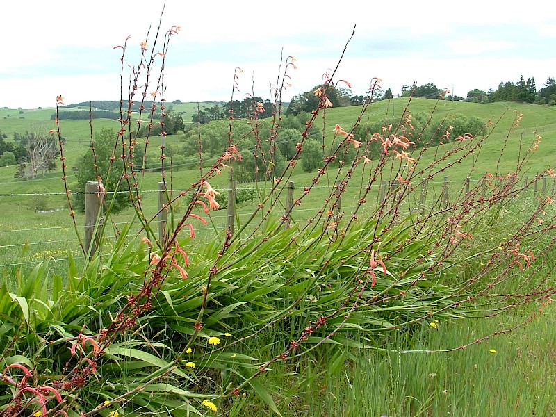 Watsonia meriana