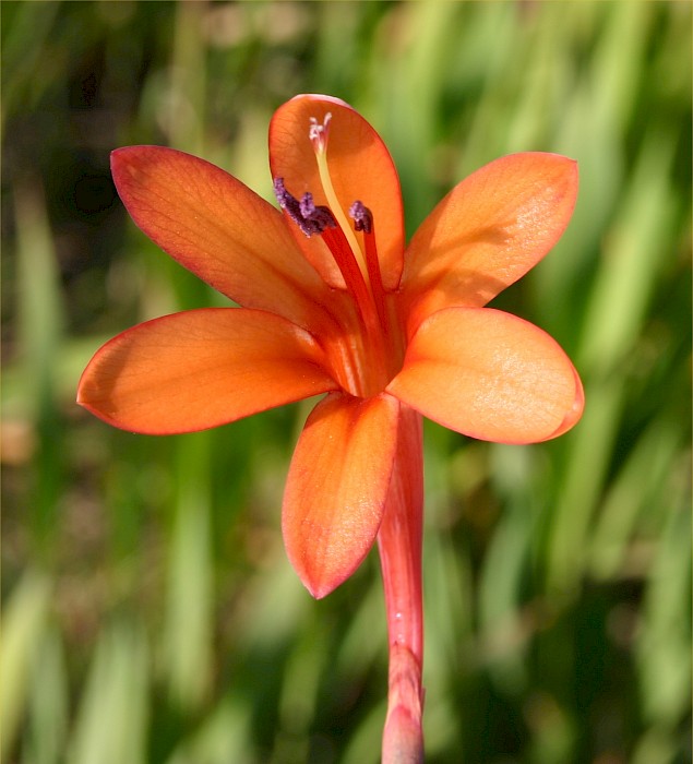 Watsonia meriana