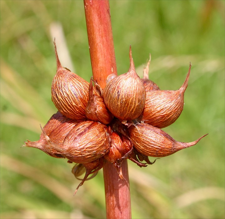 Watsonia meriana