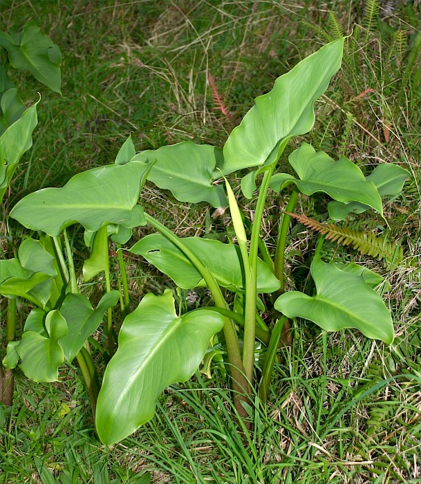 Zantedeschia aethiopica