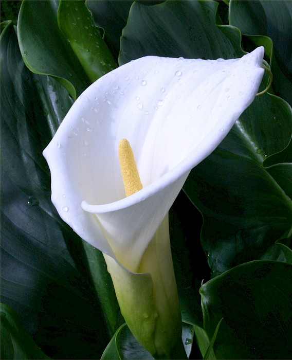 Zantedeschia aethiopica