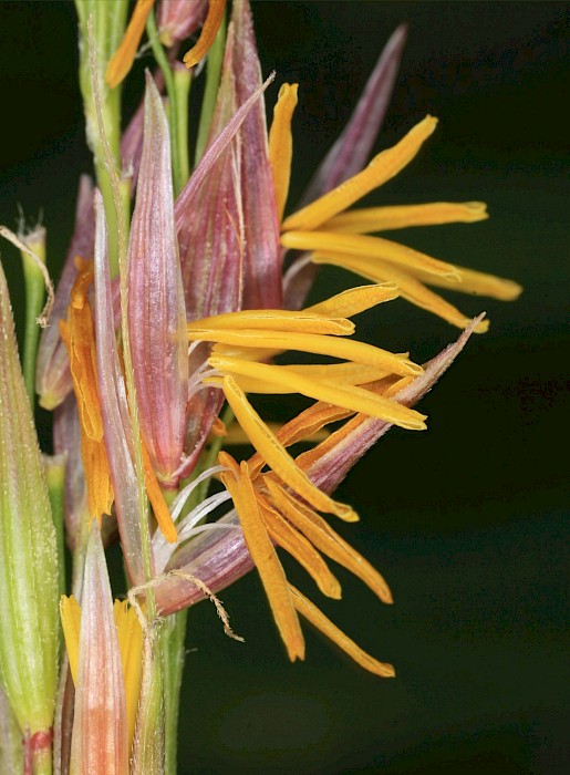 Zizania latifolia