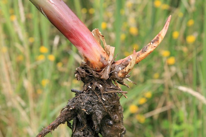 Zizania latifolia