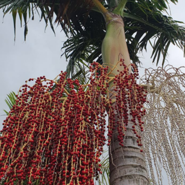 Bangalow palm tree with red berries