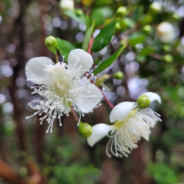 White flowers of Chilean myrtle