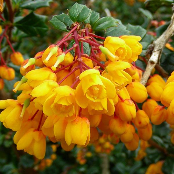 Yellow flowers of Darwin's barberry