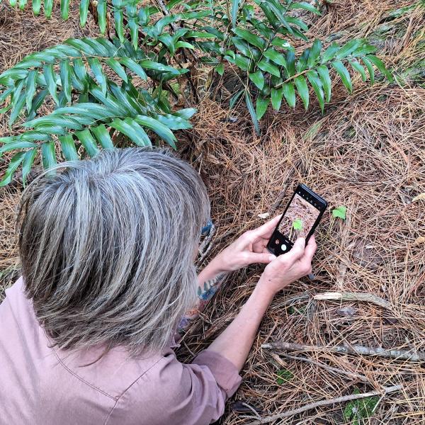 Person taking a photo of a seedling