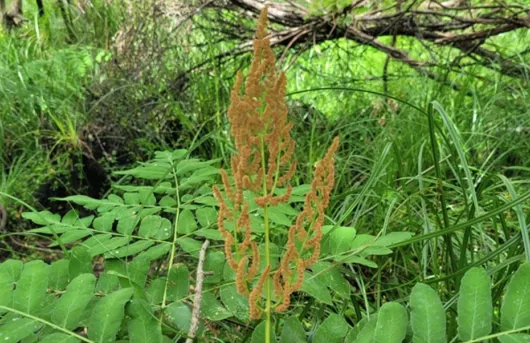 Royal fern