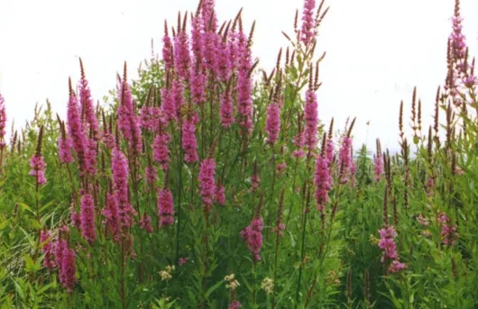 Several long stemmed plants with strings of purple flowers